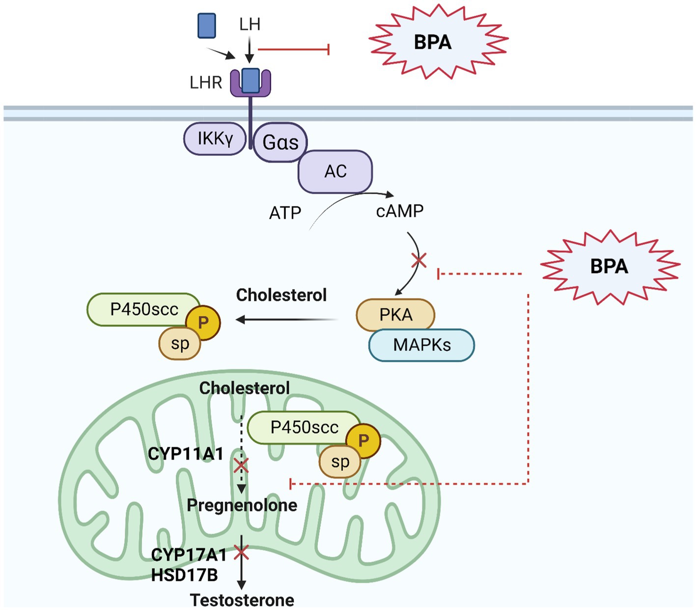 Frontiers  Endocrine disrupting chemicals and male fertility: from  physiological to molecular effects