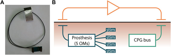 www.frontiersin.org