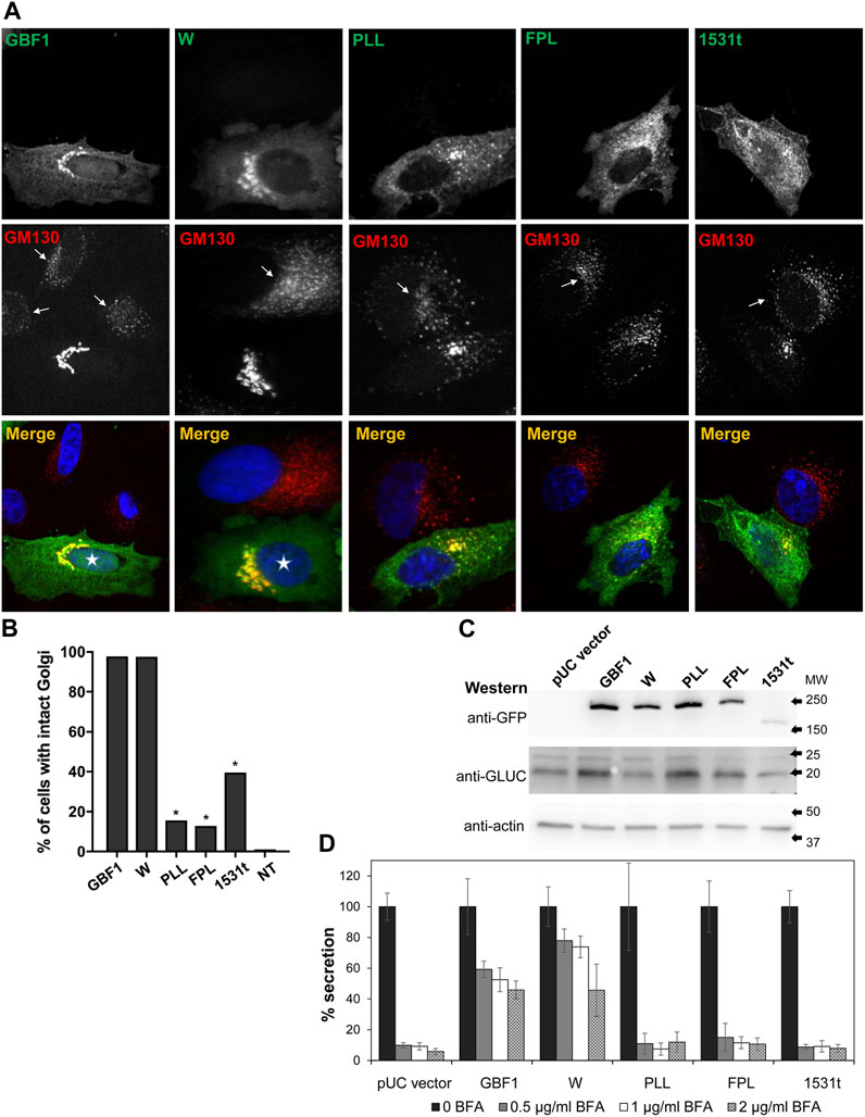 Site-specific phosphorylations of the Arf activator GBF1 differentially  regulate GBF1 function in Golgi homeostasis and secretion versus  cytokinesis