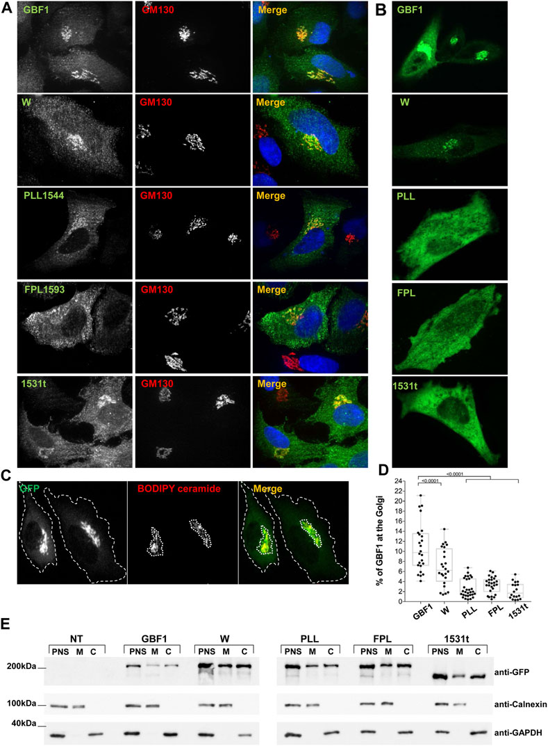 Site-specific phosphorylations of the Arf activator GBF1 differentially  regulate GBF1 function in Golgi homeostasis and secretion versus  cytokinesis