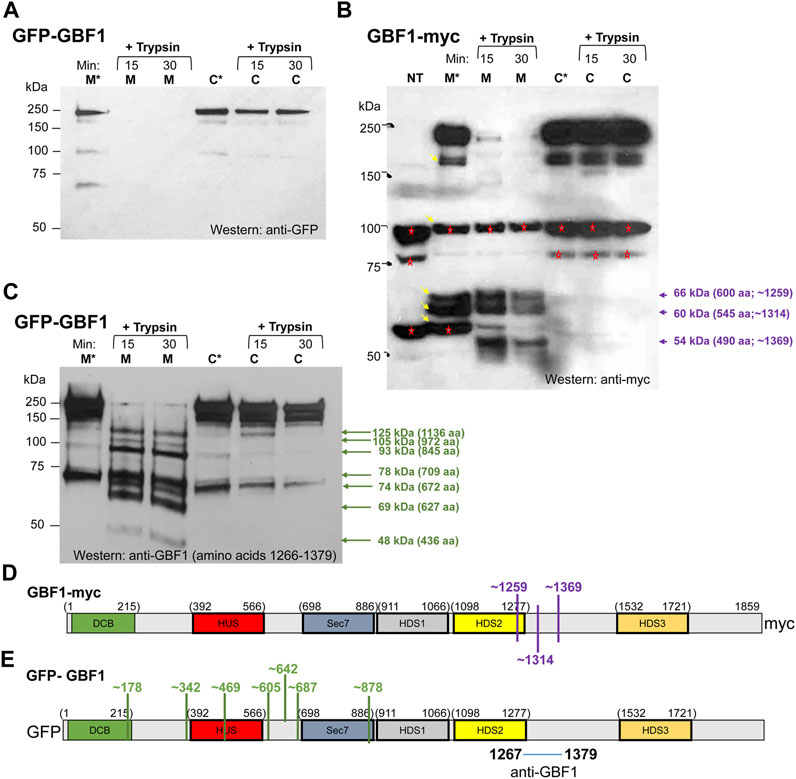 Site-specific phosphorylations of the Arf activator GBF1 differentially  regulate GBF1 function in Golgi homeostasis and secretion versus  cytokinesis