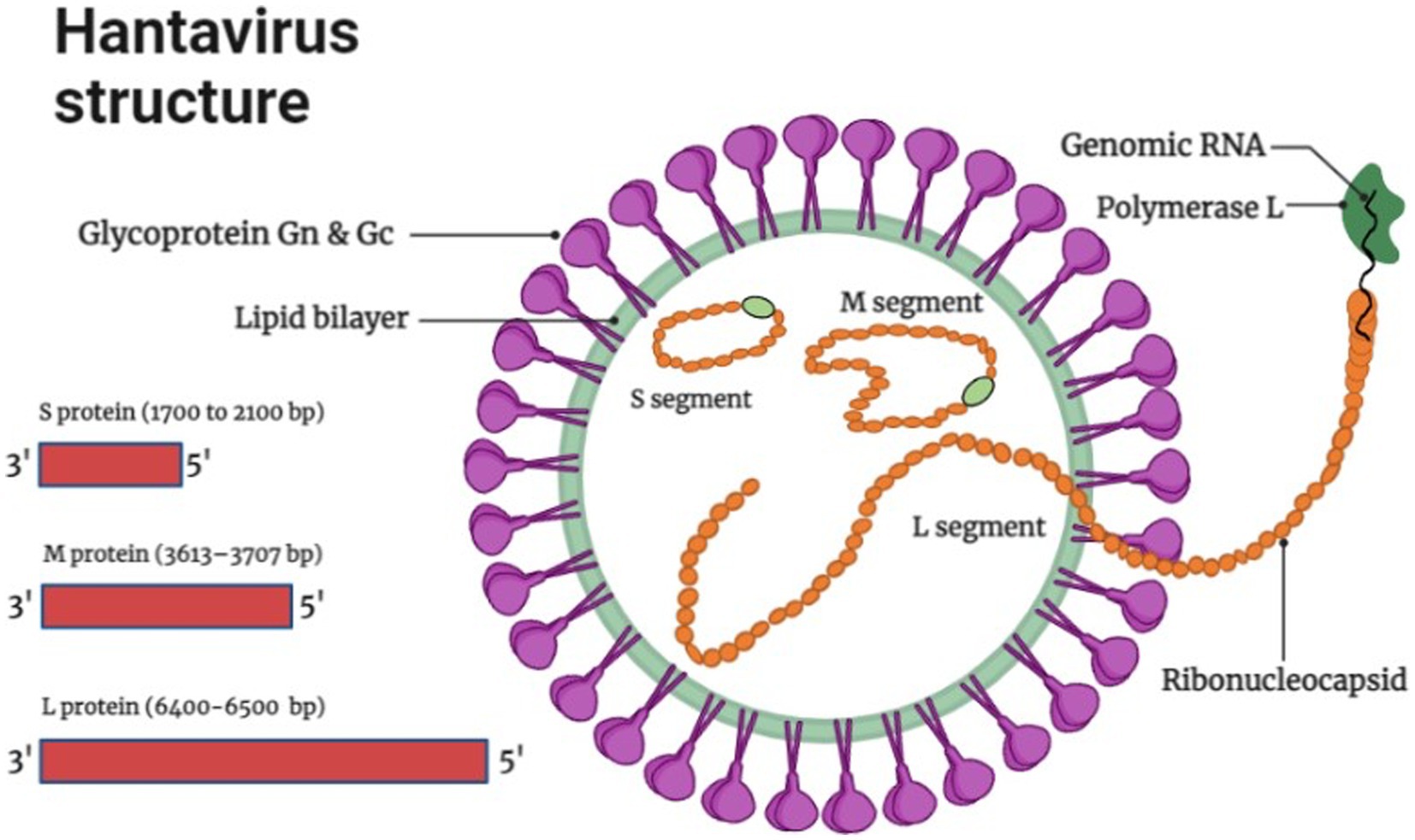 Frontiers Hantavirus an overview and advancements in therapeutic