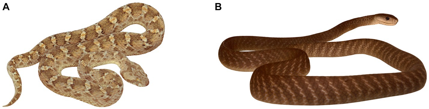 Early hominids had an increased resistance to cobra venom