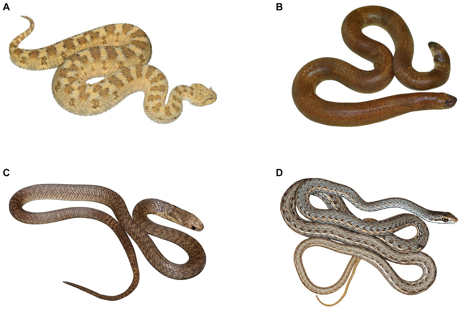 Snake scales, partial exposure, and the Snake Detection Theory: A human  event-related potentials study