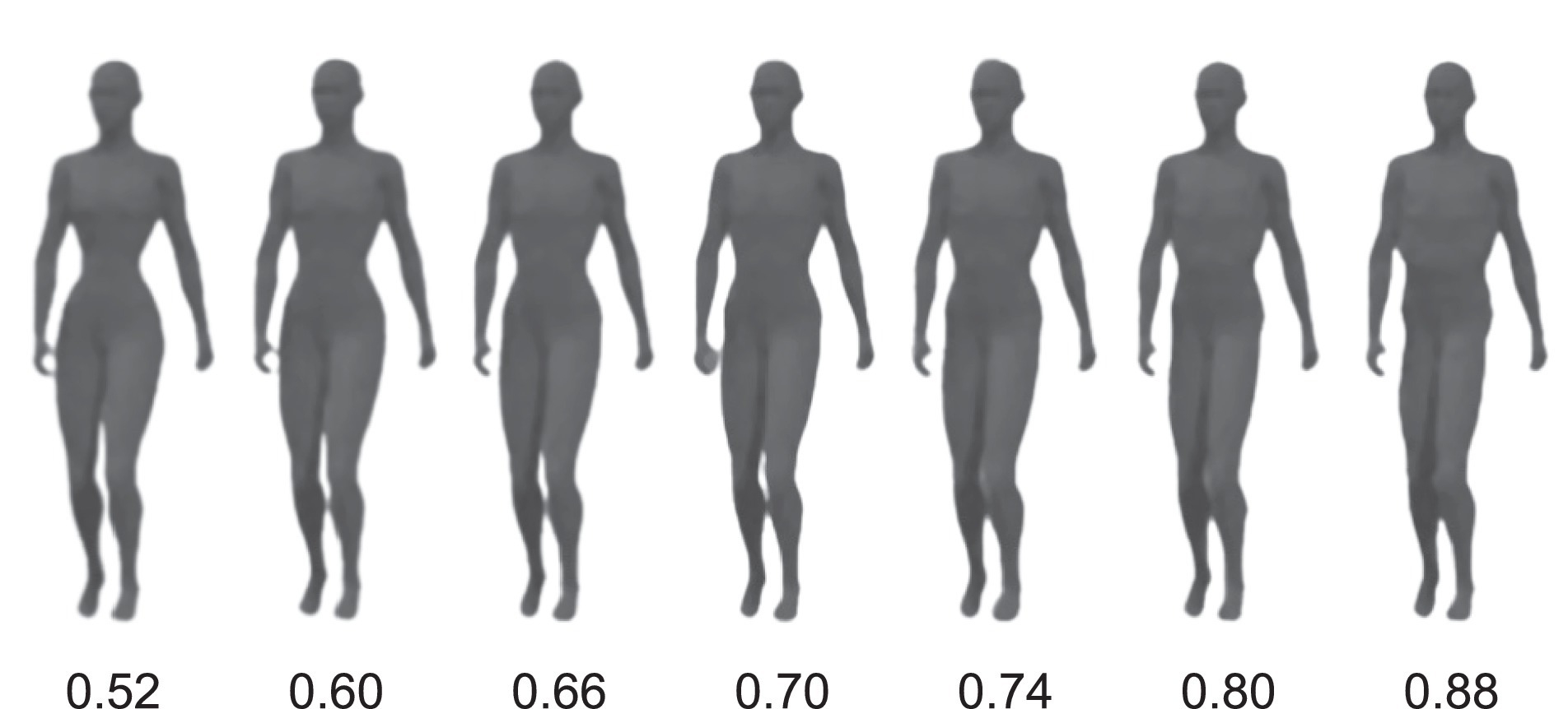 male body comparison chart