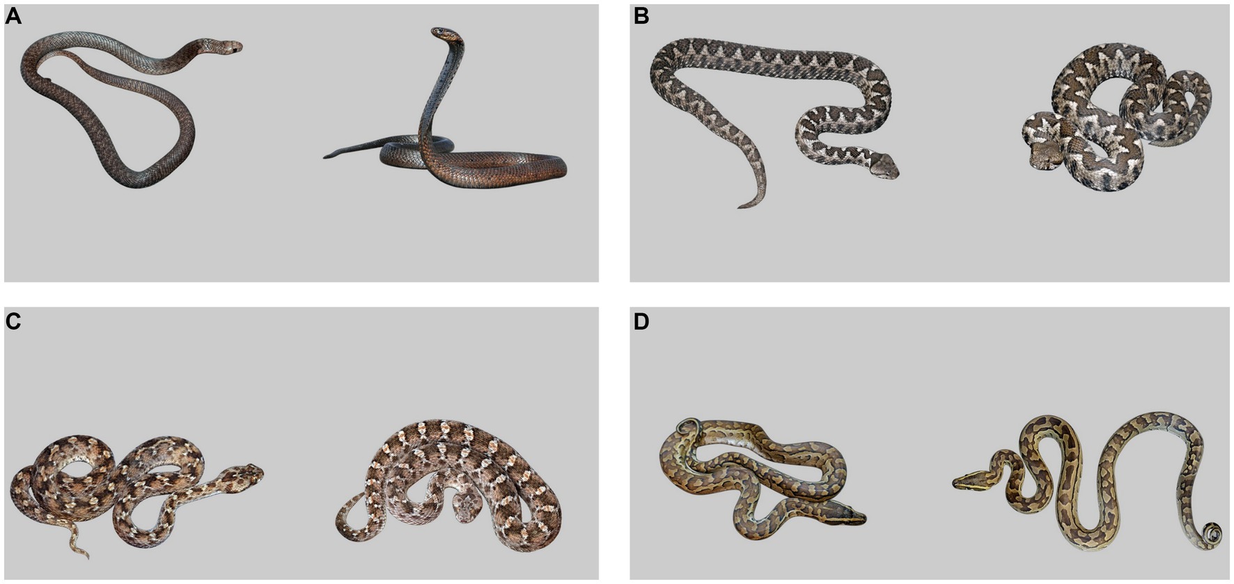 Early hominids had an increased resistance to cobra venom