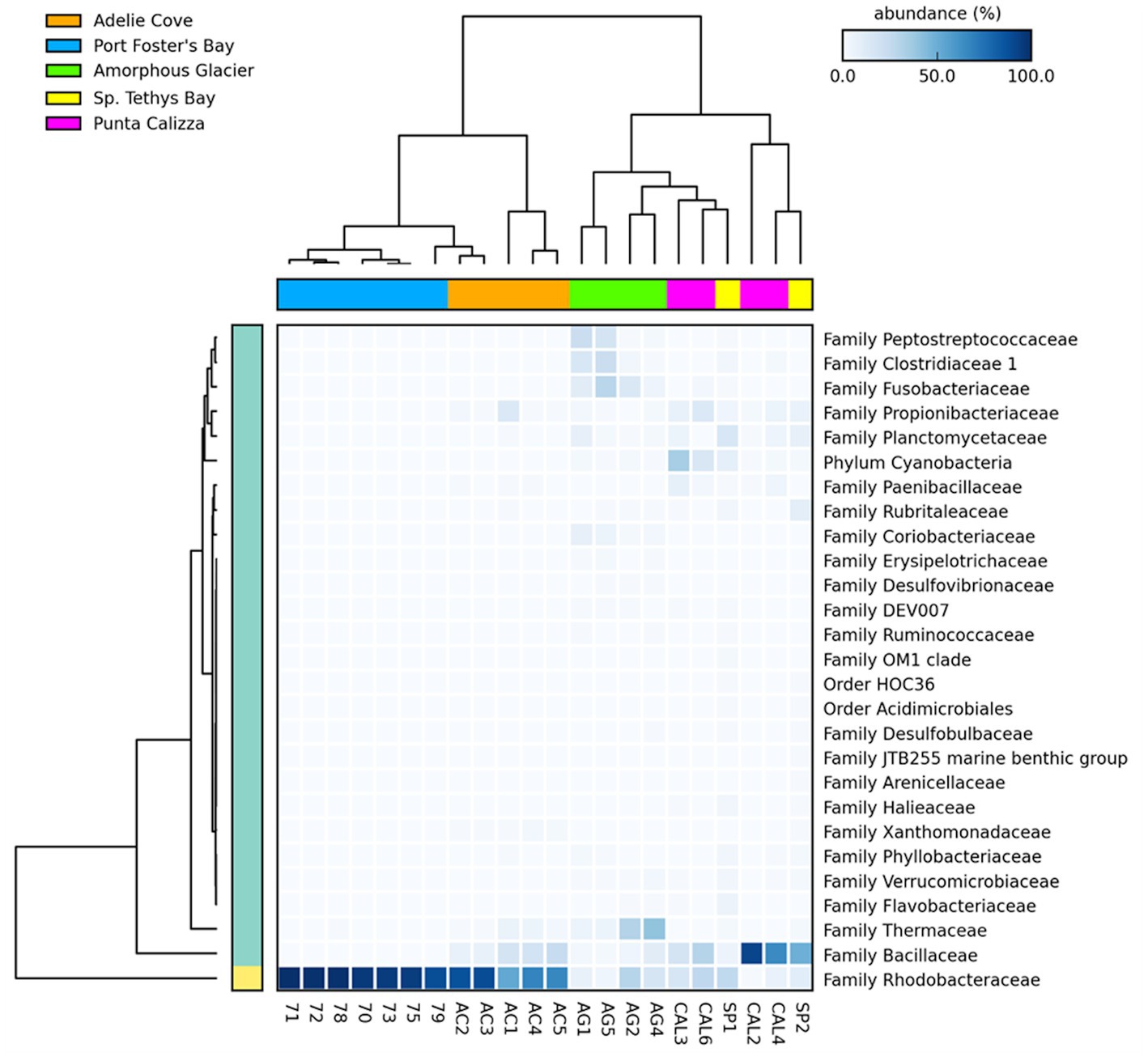 Frontiers  Rhodobacteraceae dominate the core microbiome of the