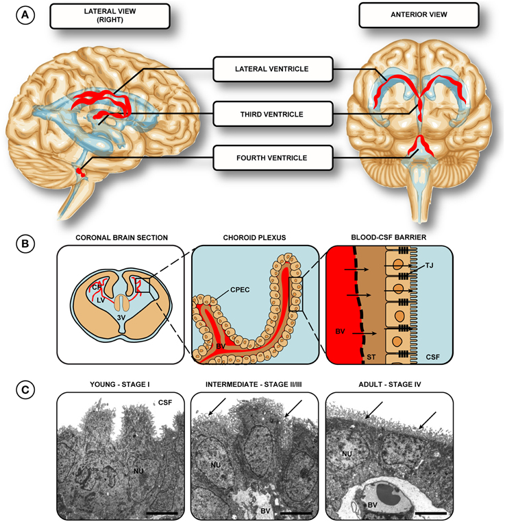 Frontiers | Development of the choroid plexus and blood-CSF barrier