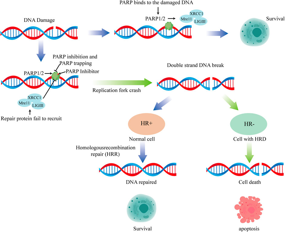 Capecitabine, DNA/RNA Synthesis Inhibitor