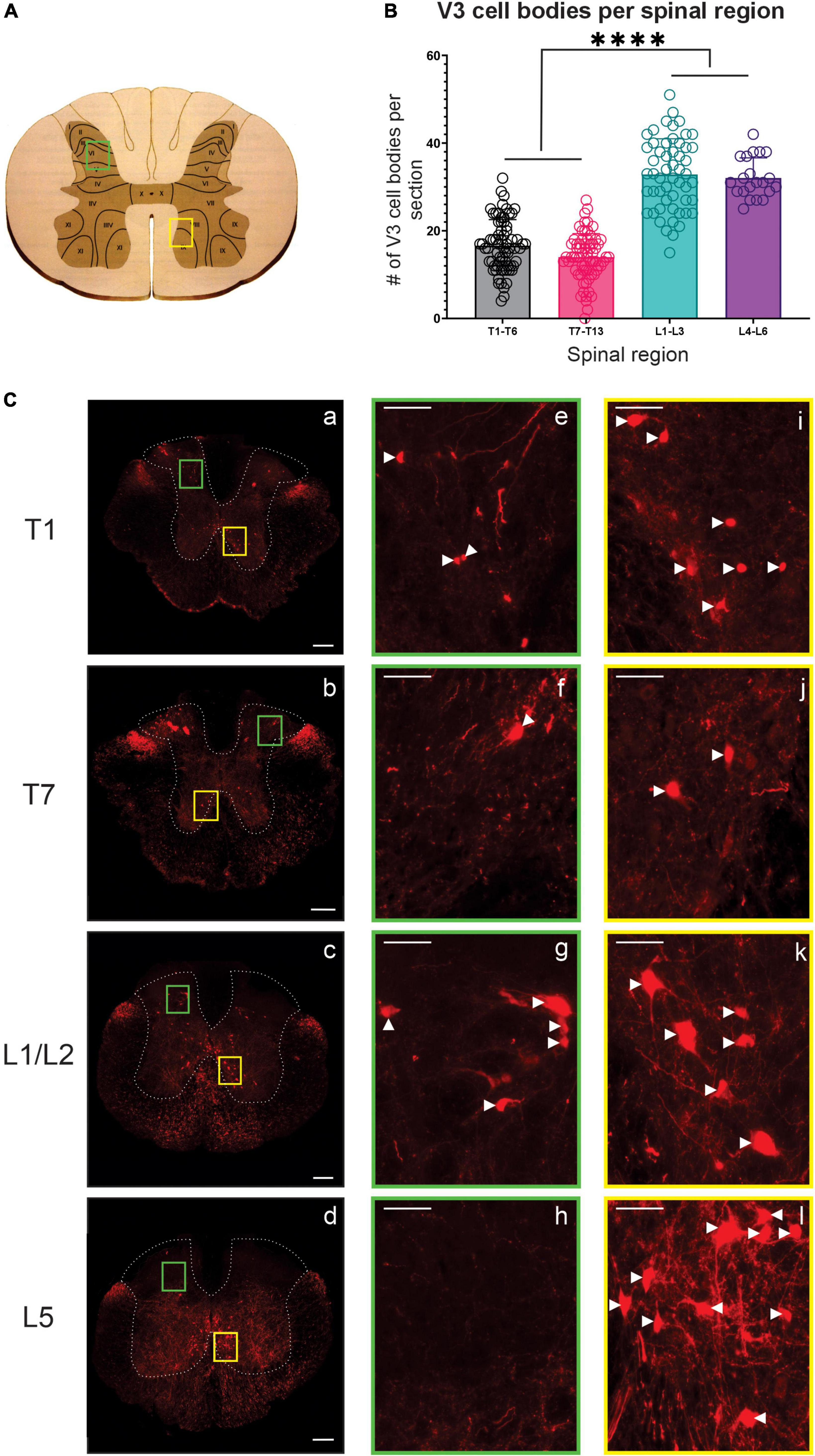 Frontiers  Lumbar V3 interneurons provide direct excitatory synaptic input  onto thoracic sympathetic preganglionic neurons, linking locomotor, and  autonomic spinal systems