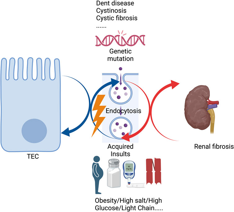 Lysosomal cystine export regulates mTORC1 signaling to guide kidney epithelial cell fate specialization