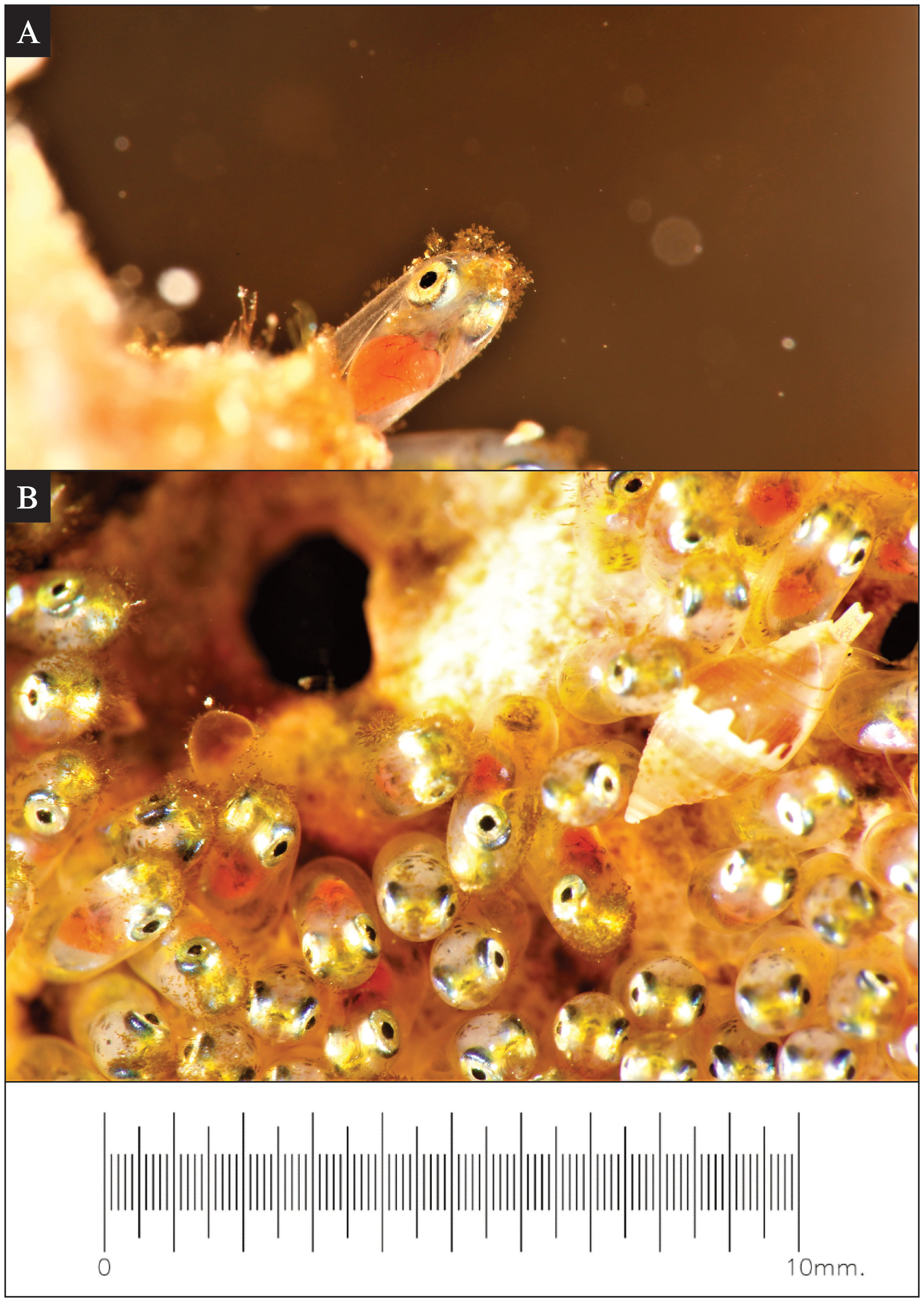 Frontiers  Egg development and hatching in two Red Sea damselfishes
