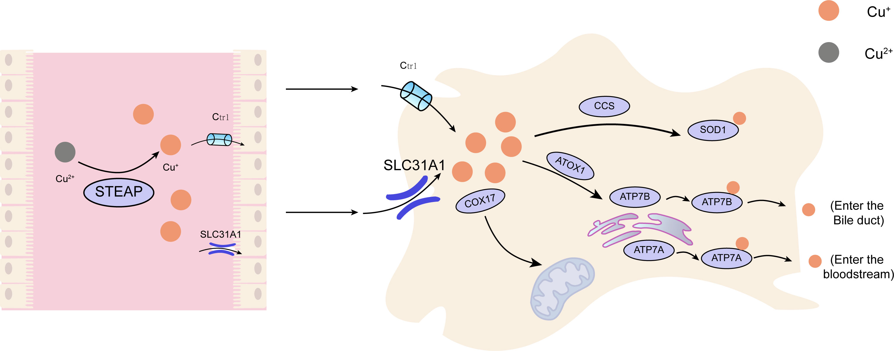 Membrane Oxidation in Cell Delivery and Cell Killing Applications