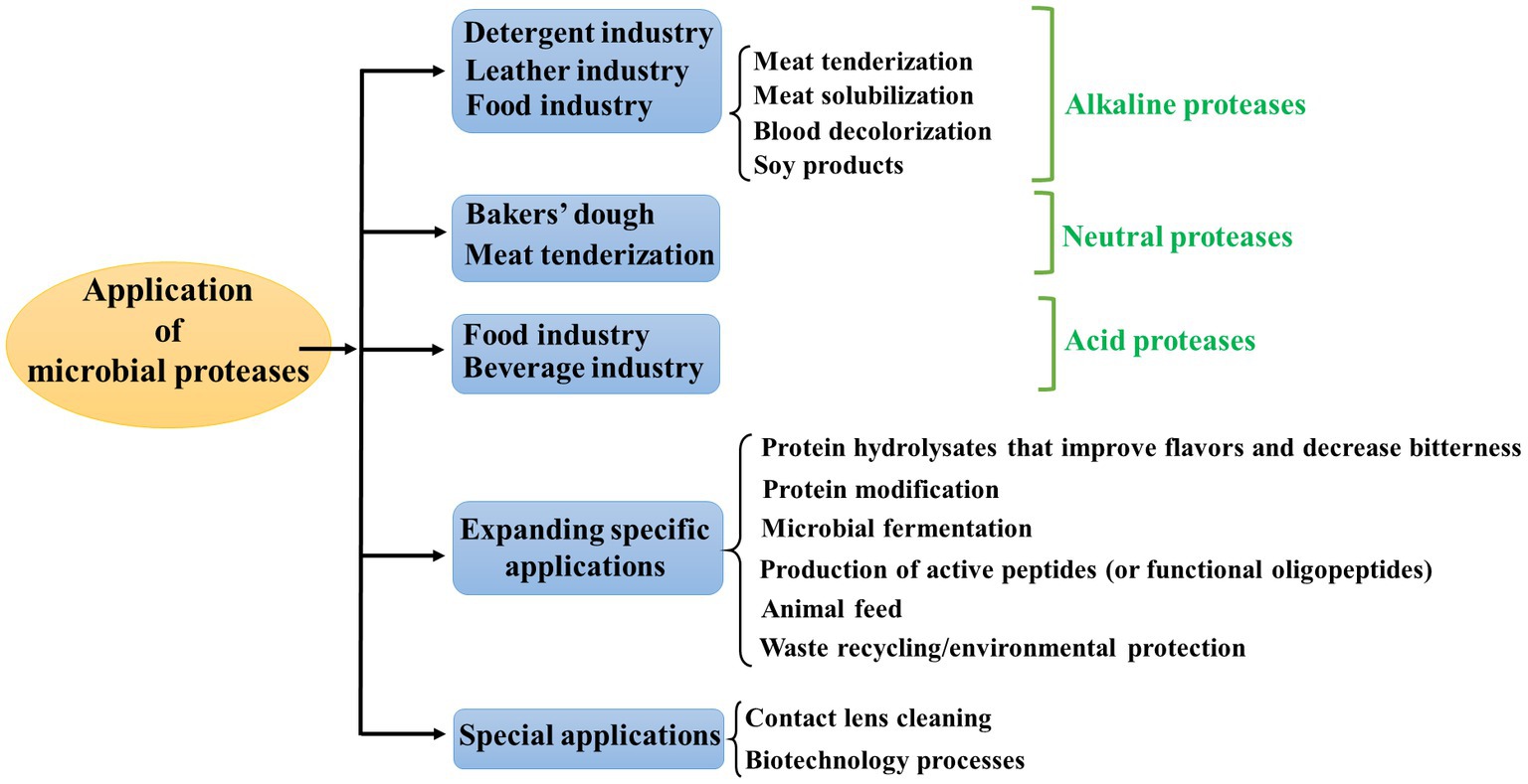 Blood stain removal activity of protease from Aspergillus tamarii