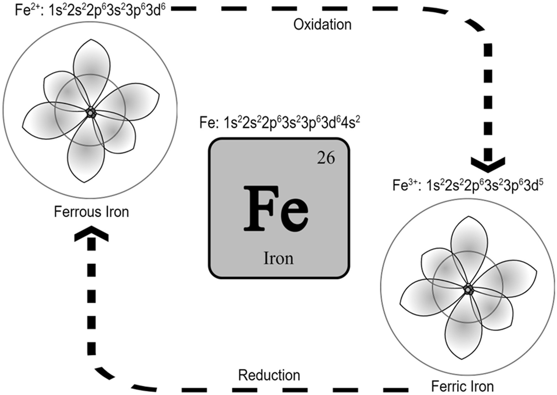 www.frontiersin.org