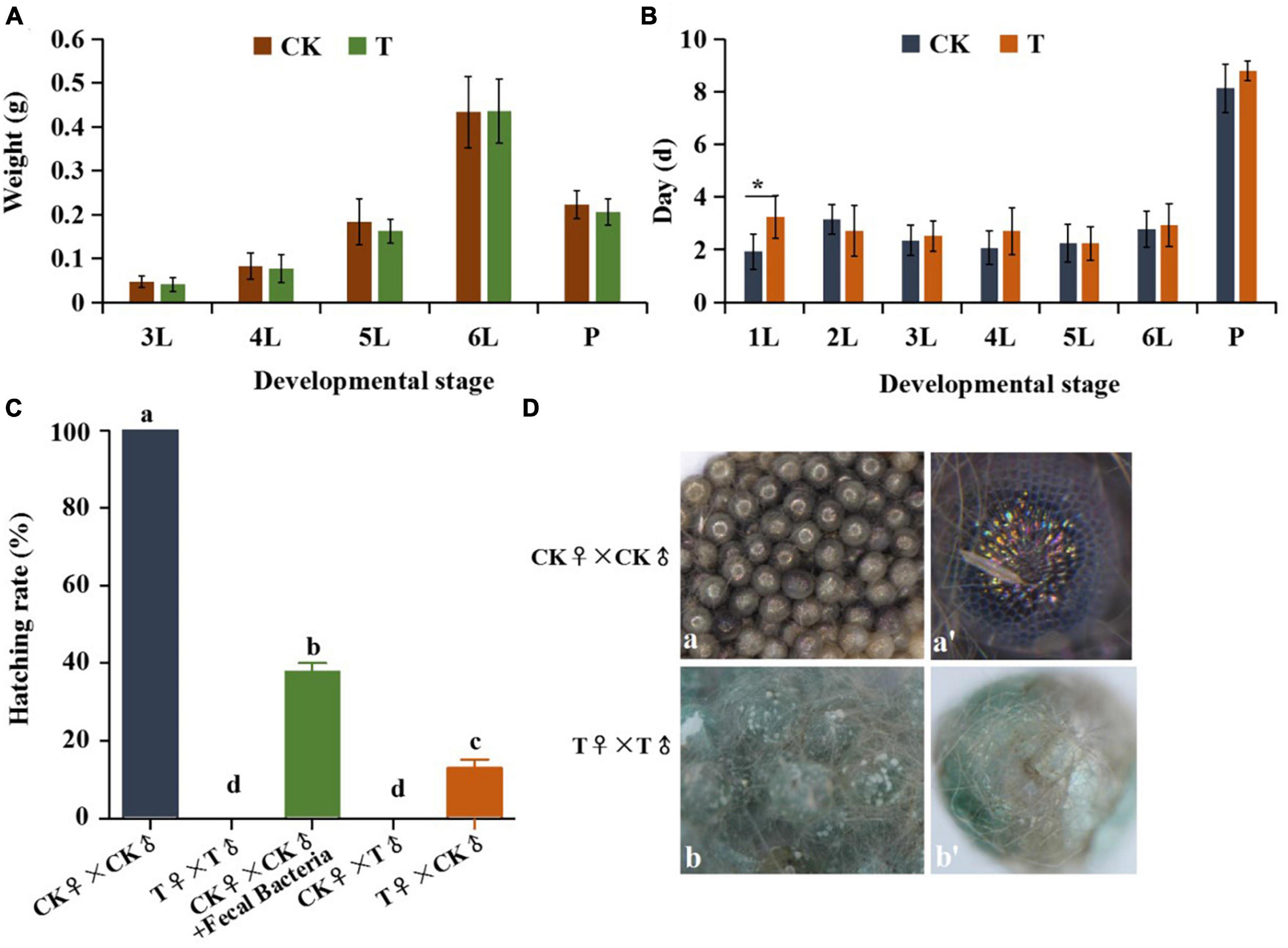 Frontiers | Composition and diversity of gut microbiota