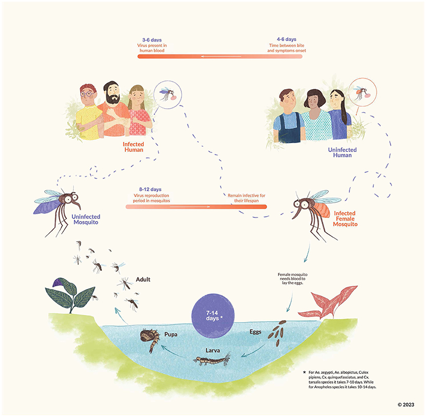 Figure 1 - Mosquito-borne diseases spread through a cycle that involves transmission of the virus from humans to mosquitoes and back to humans.