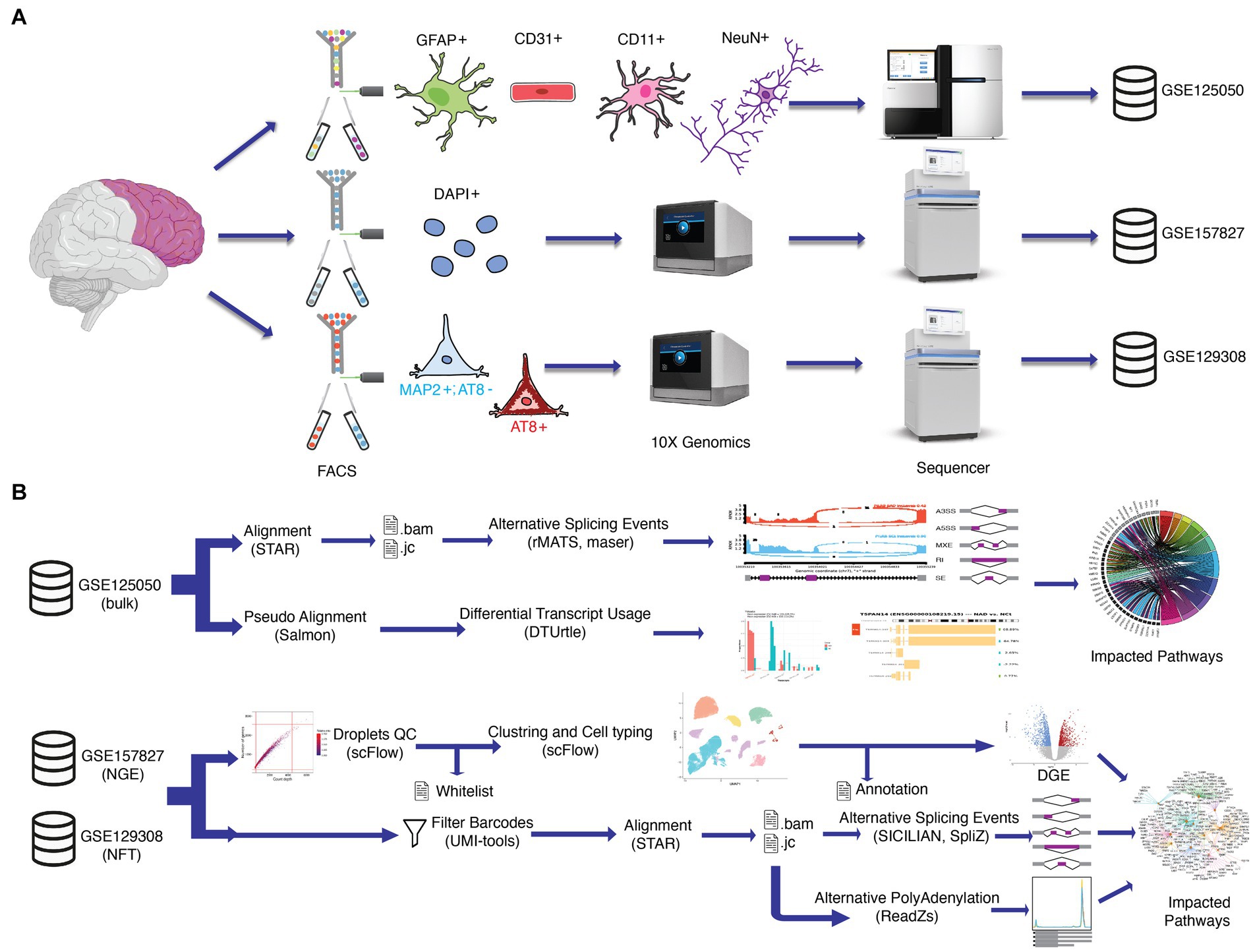 Individual neurons mix multiple RNA edits of key synapse protein, study  finds, MIT News