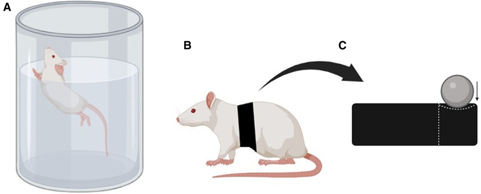 rat to human age conversion chart  Pet rats, Baby rats, Aging in humans