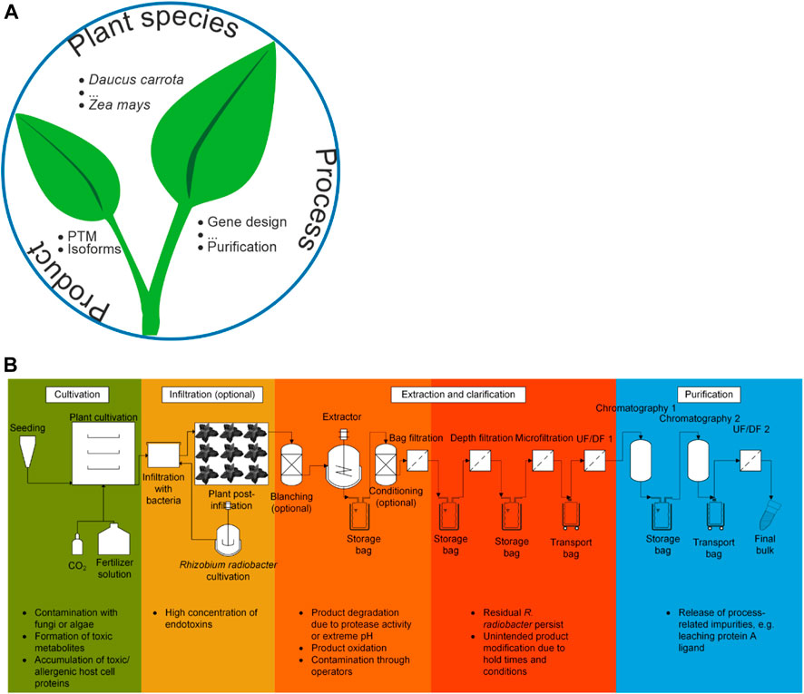 Photobioreactor Upgrade: 2-Liter metal straw with air stone and