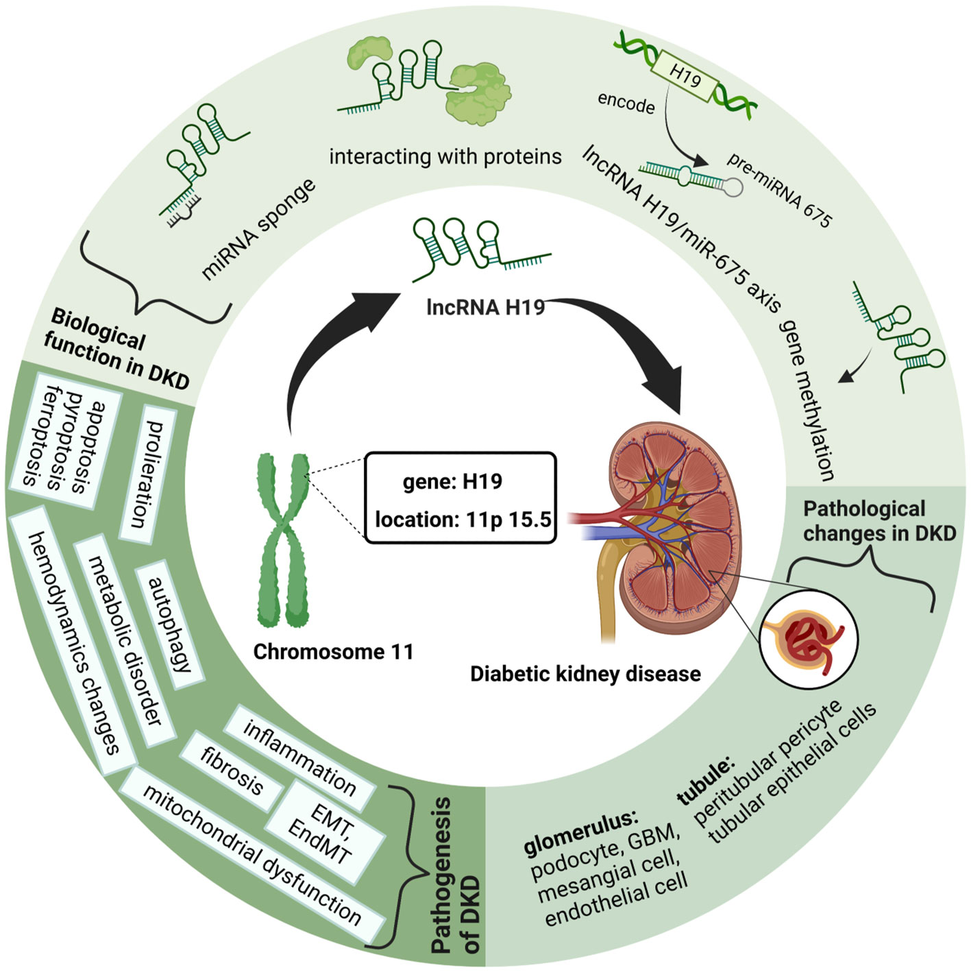 Frontiers | LncRNA H19: a novel player in the regulation of