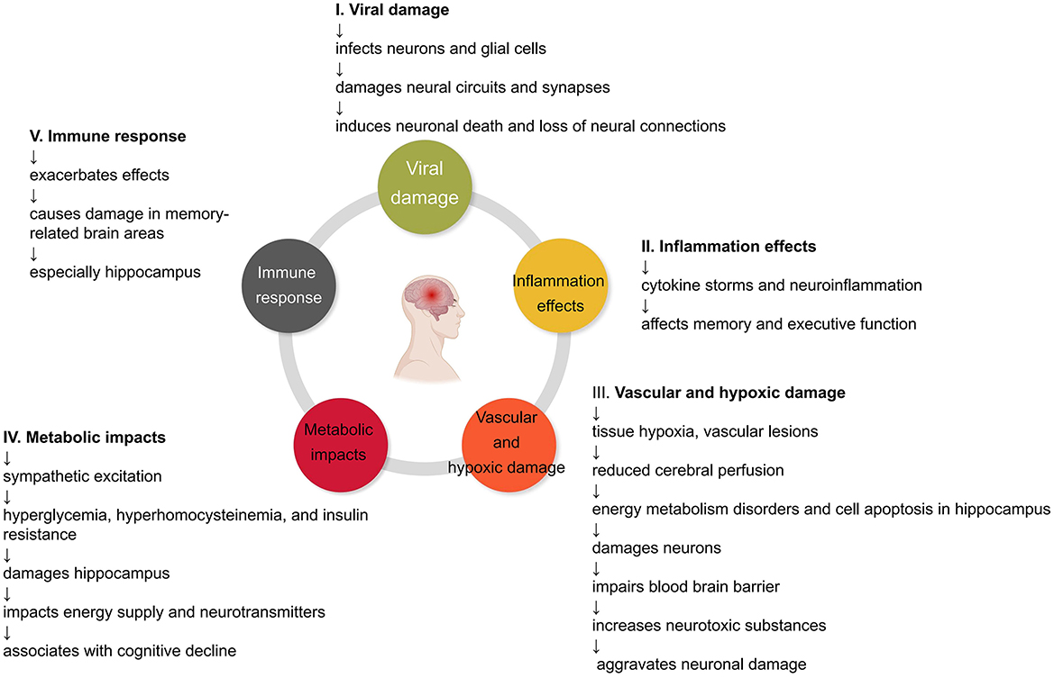 Frontiers  Cognitive impairment after long COVID-19: current evidence and  perspectives