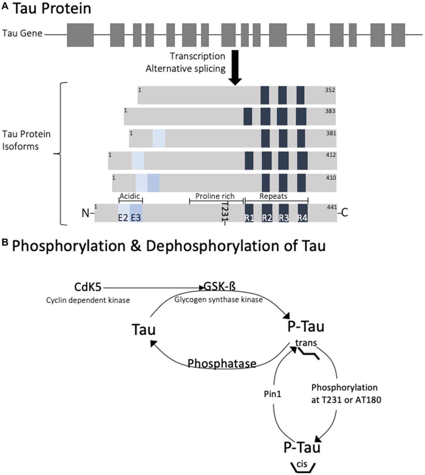 Frontiers Traumatic brain injury and the pathways to cerebral tau accumulation