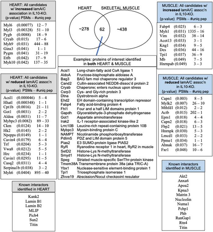 Frontiers | Native lamin A/C proteomes and novel partners from