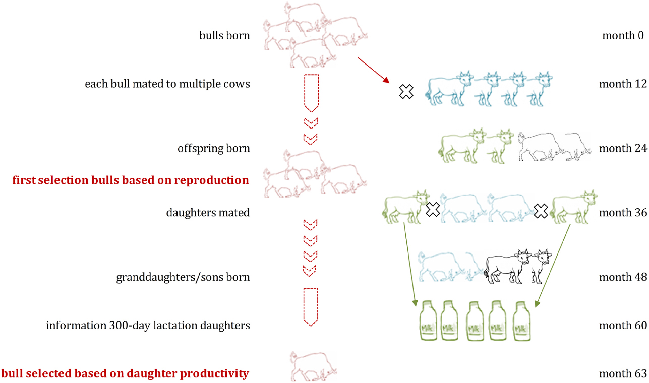 selective breeding diagram