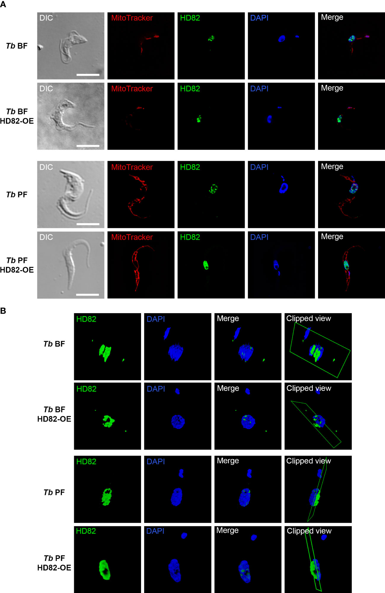 Frontiers  A nuclear orthologue of the dNTP triphosphohydrolase