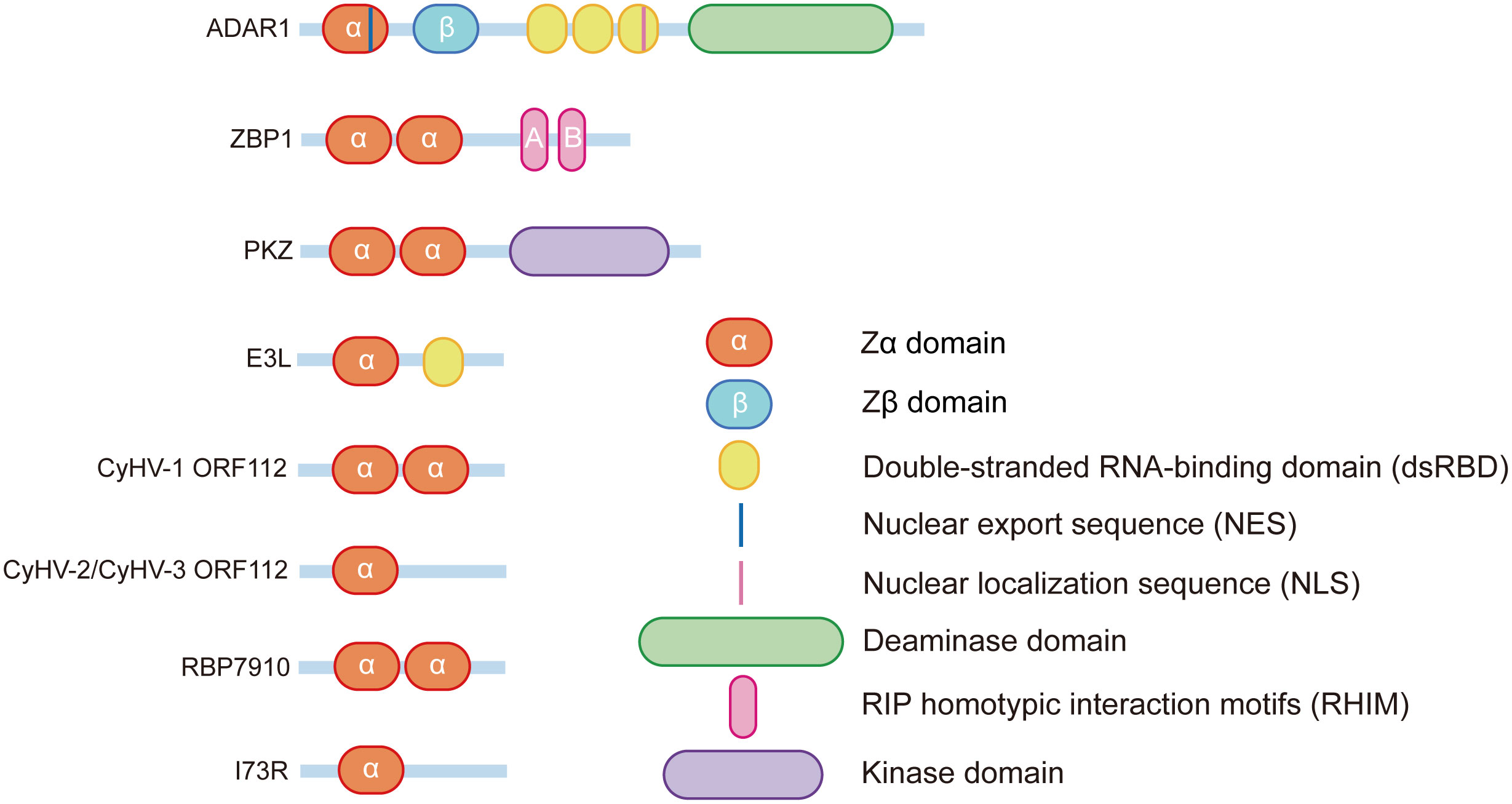 Telomere-to-mitochondria signalling by ZBP1 mediates replicative crisis