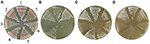 www.frontiersin.org