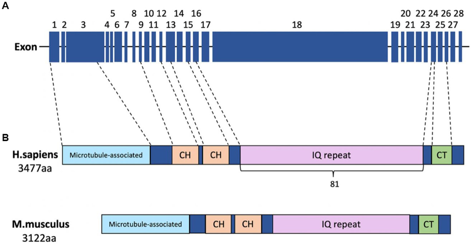 15 Generation Pedigree Chart (29 X 23 Two Sides). 2-Pack Folded