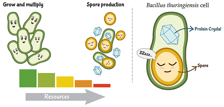 Figure 1 - In favorable environments, Bt grows and multiplies.