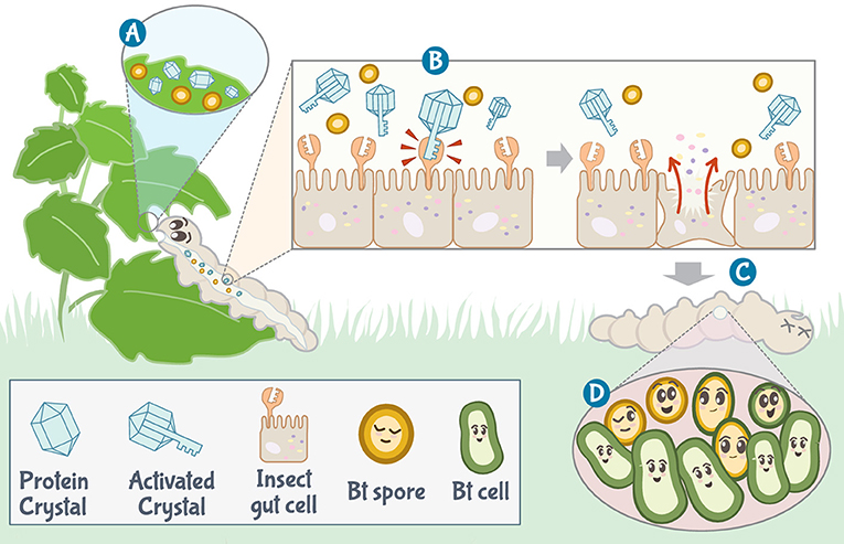 Figure 2 - Bacillus thuringiensis (Bt) survival strategy.