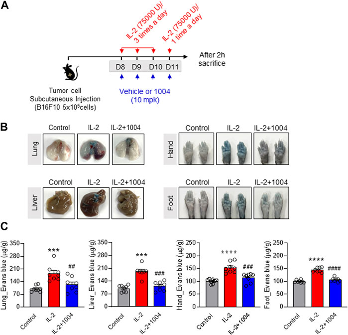 Frontiers | CU06-1004 as a promising strategy to improve anti-cancer ...