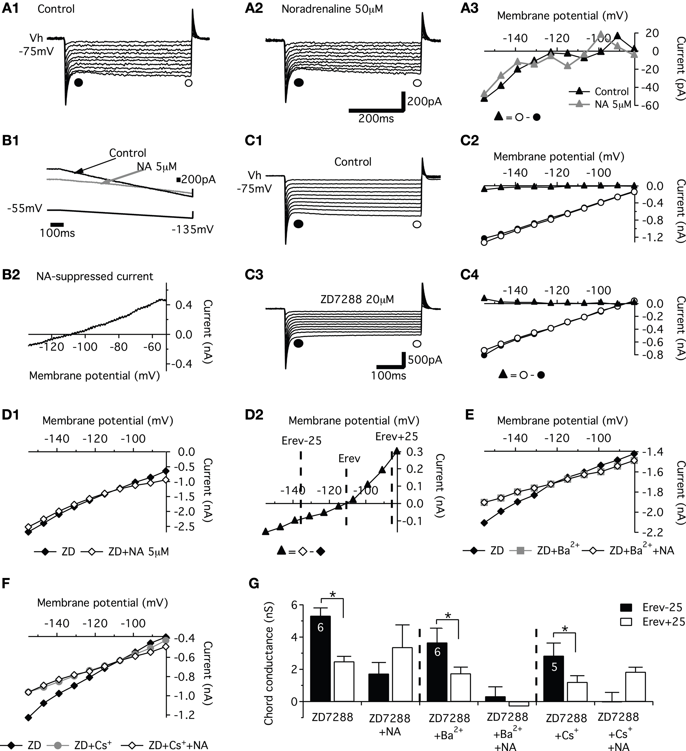 Frontiers | Noradrenergic modulation of intrinsic and synaptic ...