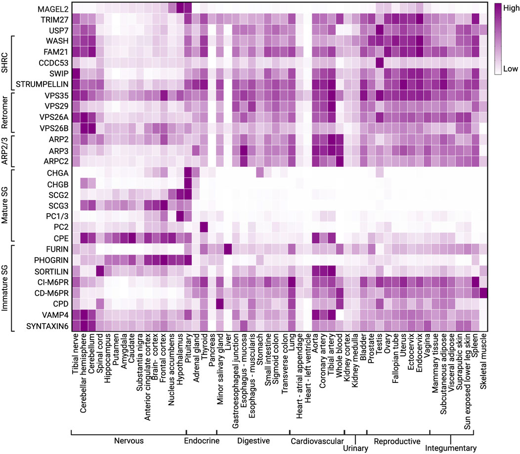 PDF) The Arp1/11 minifilament of dynactin primes the endosomal