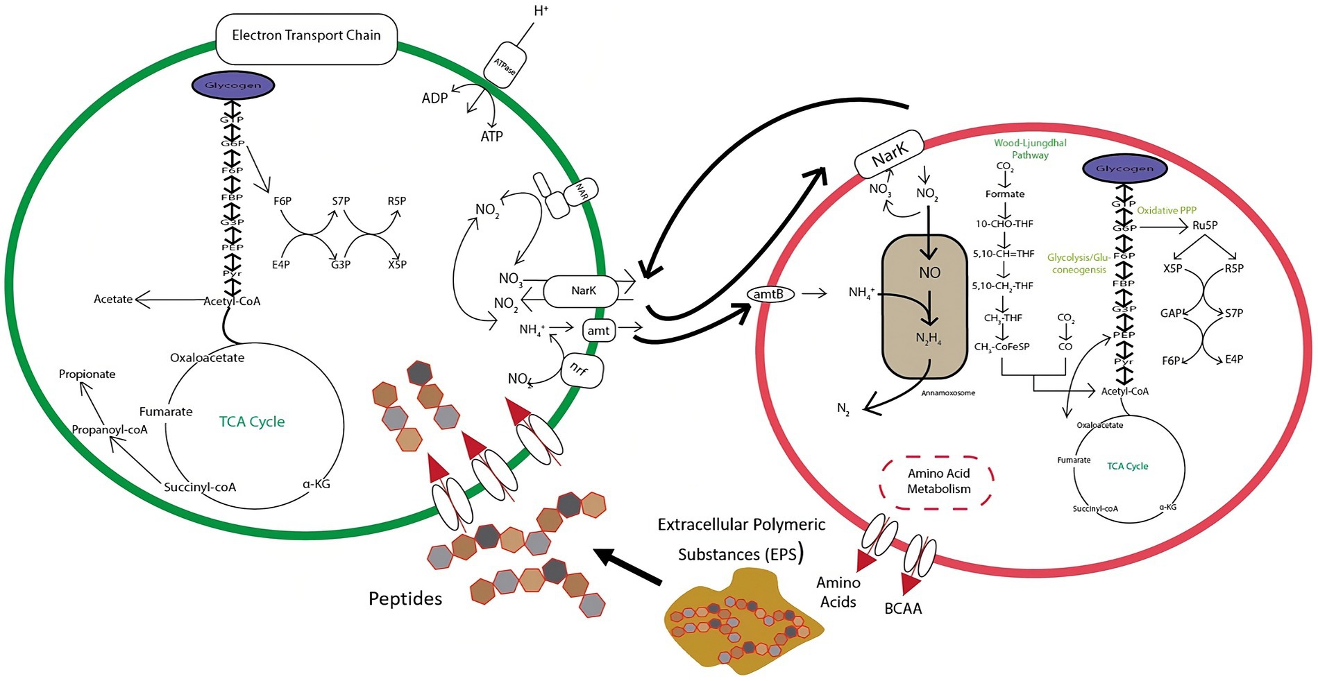 Synergy between Comammox and Anammox Bacteria in Wastewater