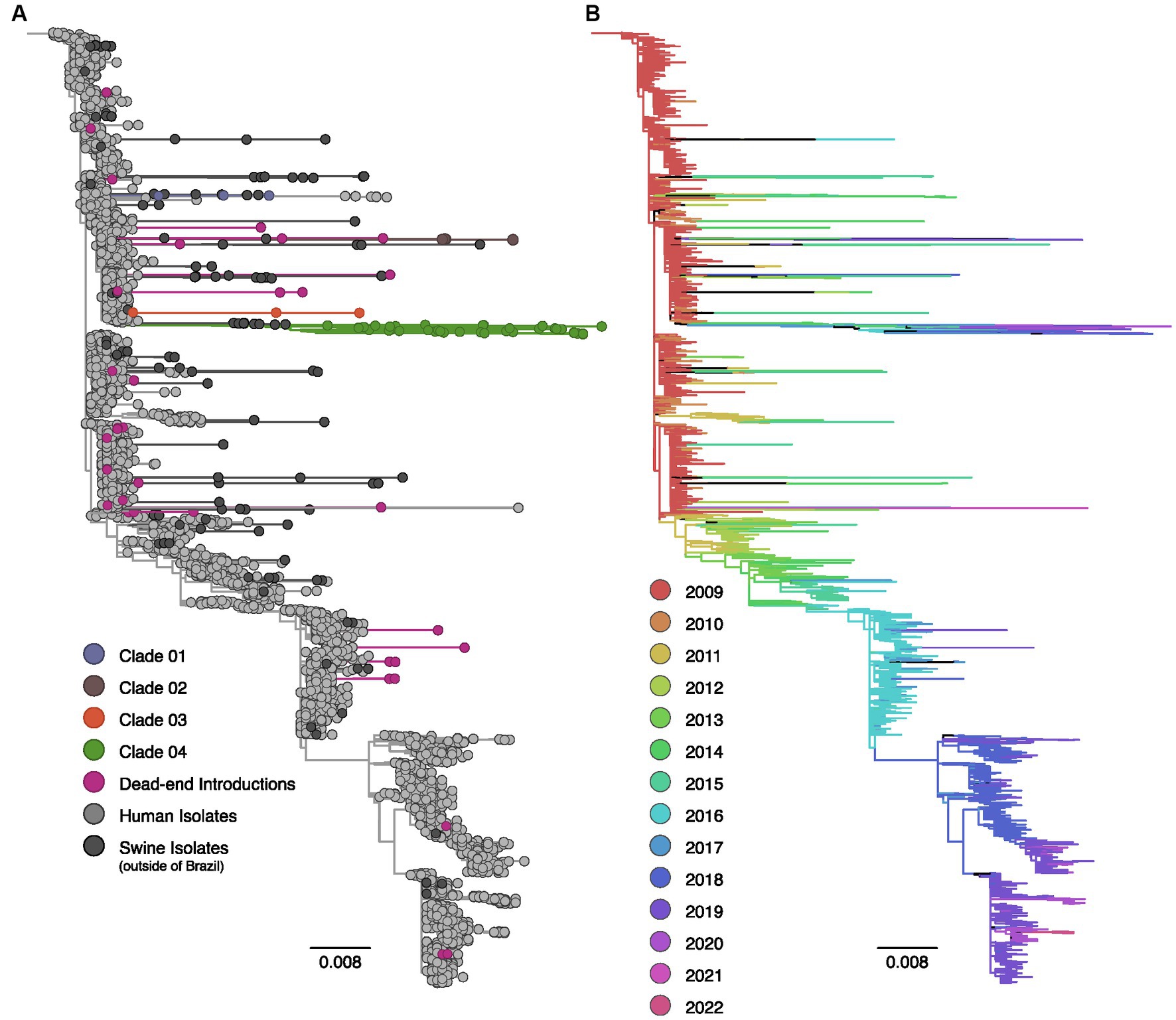 Maximum likelihood pandemic-scale phylogenetics