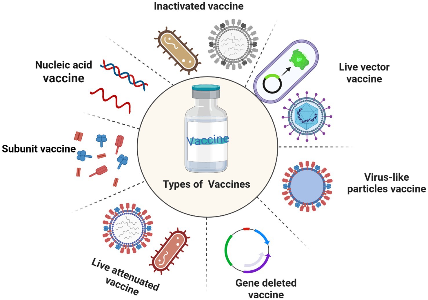 Applied and experimental bacterial vaccines. Today, established