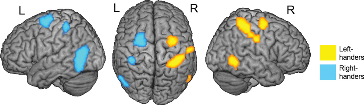 Why Are Some People Left-Handed?, Science