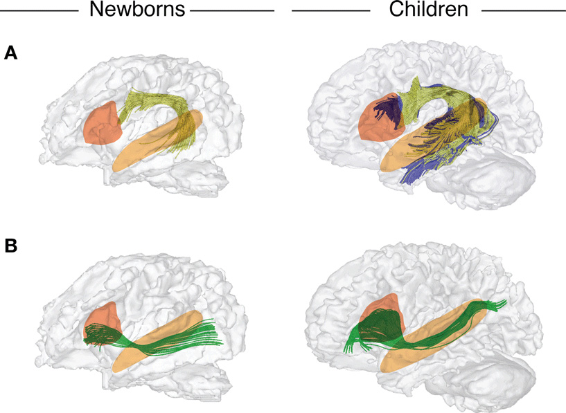 איור 3 - מבט על המוח של ילודים צעירים (משמאל) ושל ילדים בני 7 (מימין). 