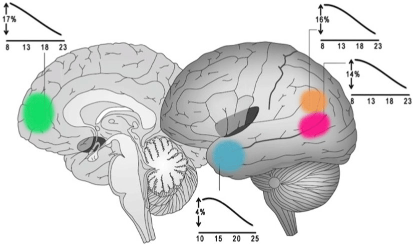 Figure 4 - Social brain structural changes.