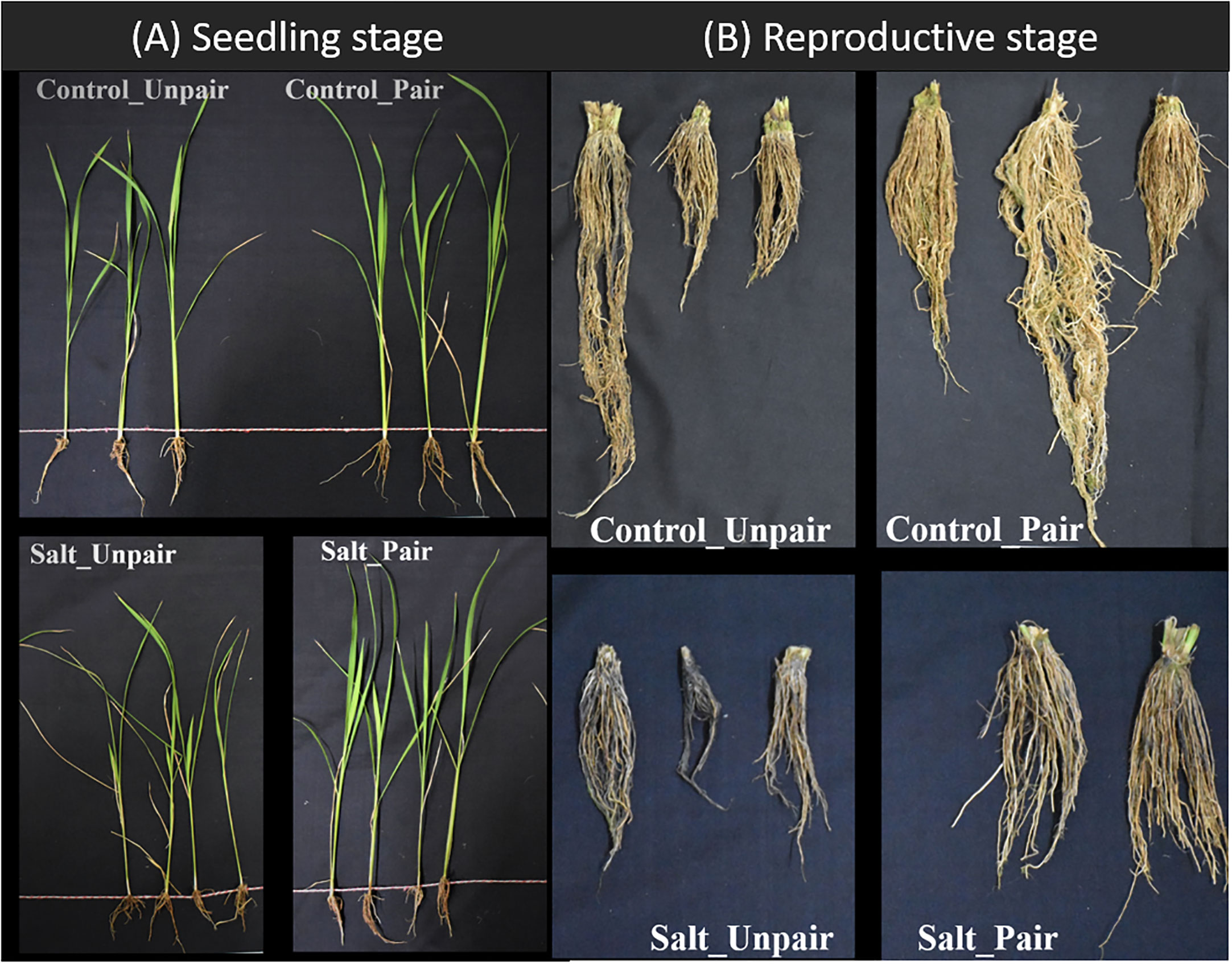 Characterization of hostplant innate immunity from Kharif-II rice cultivars  against rice leaf folder (Cnaphalocrocis medinalis Guen.) via in-situ  screening and physicochemical assays - ScienceDirect