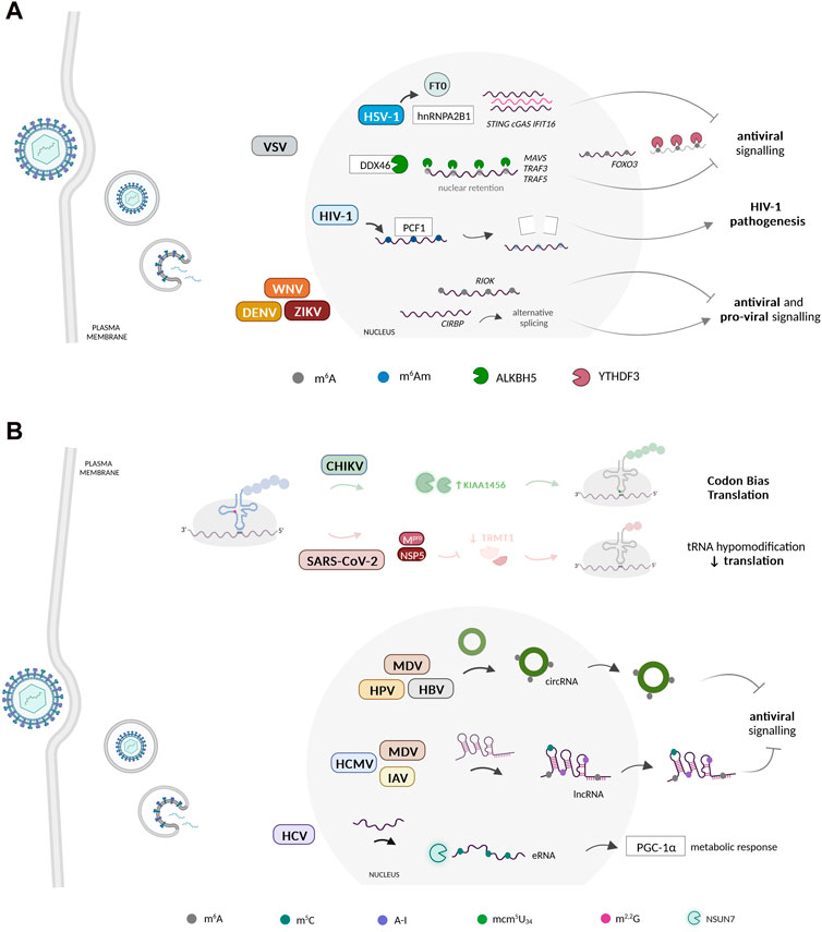 2′-O methylation of the viral mRNA cap evades host restriction by IFIT  family members