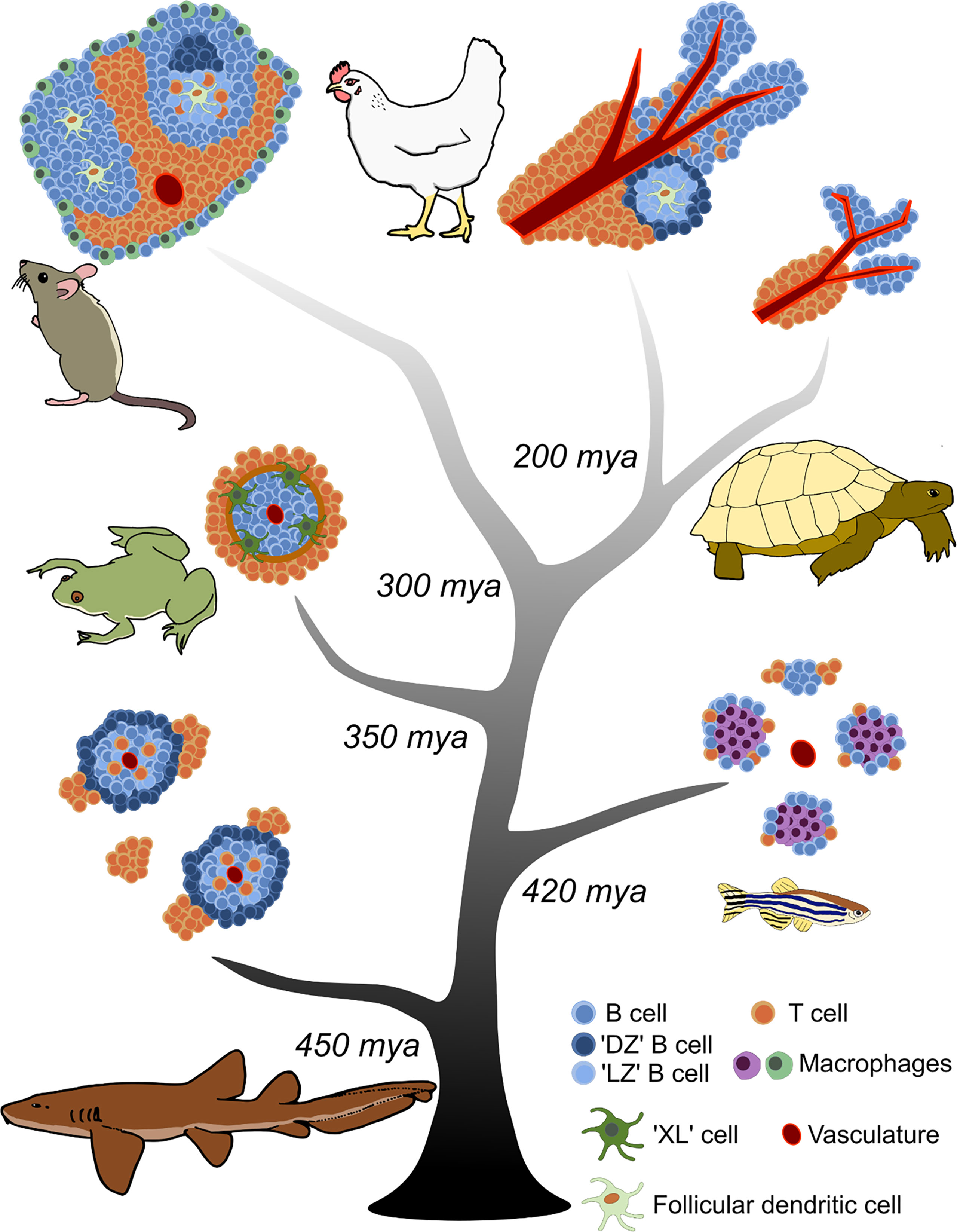 Frontiers 450 million years in the making mapping the evolutionary foundations of germinal centers photo