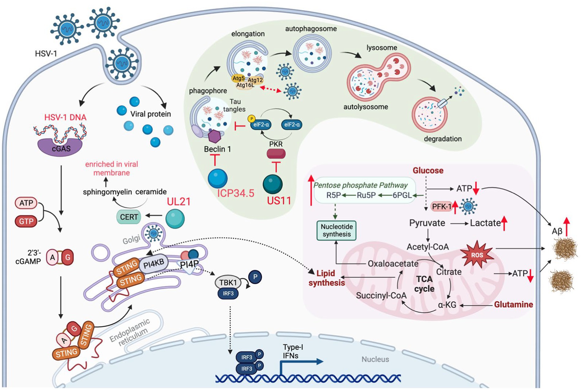 Herpes Simplex Virus-1 in the Brain: The Dark Side of a Sneaky Infection:  Trends in Microbiology