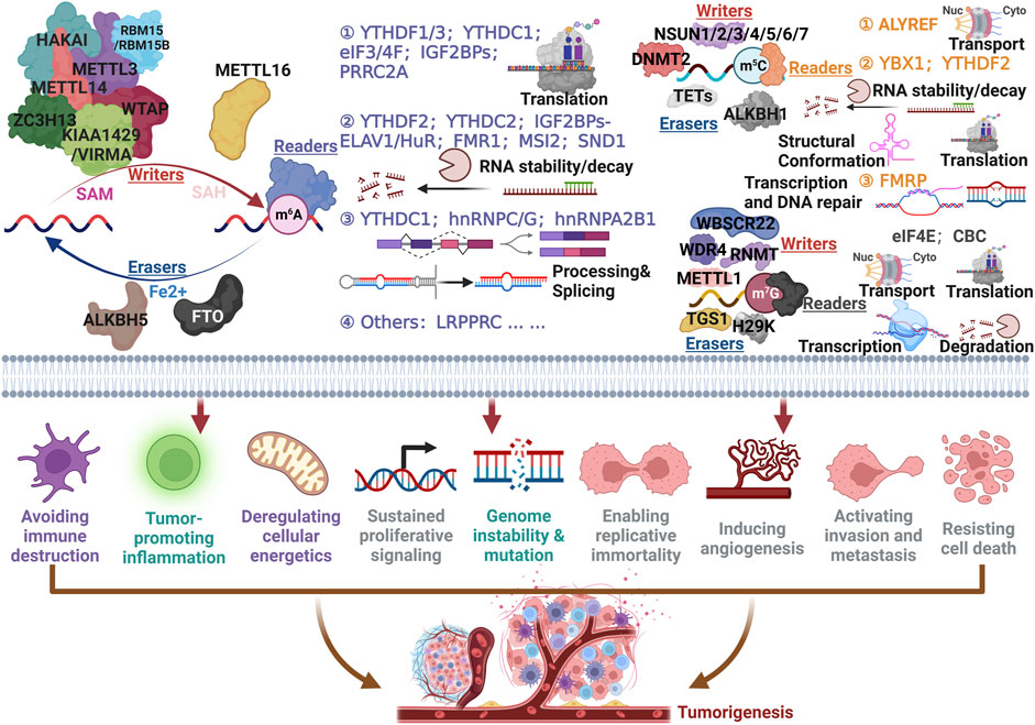 Frontiers  EBV Exploits RNA m6A Modification to Promote Cell Survival and  Progeny Virus Production During Lytic Cycle