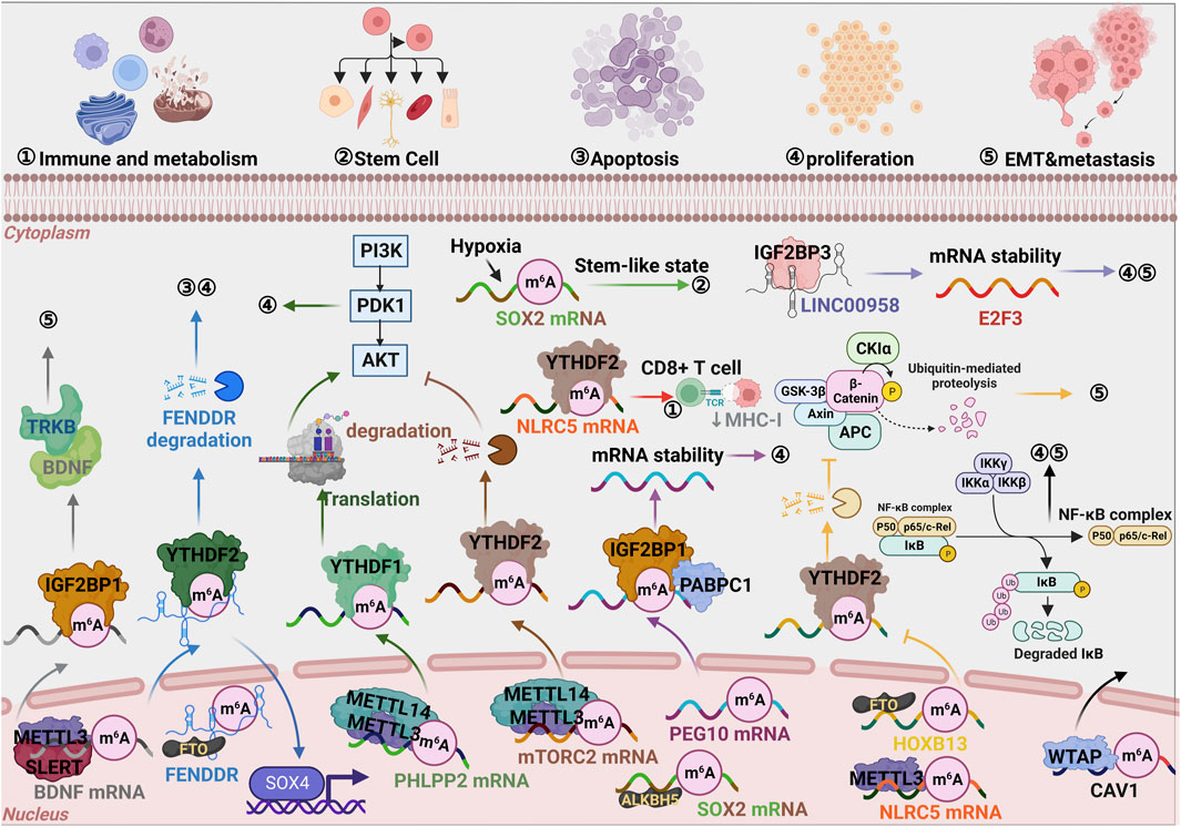 Frontiers  EBV Exploits RNA m6A Modification to Promote Cell Survival and  Progeny Virus Production During Lytic Cycle